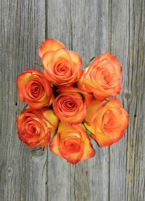 HIGH & MAGIC  BICOLOR YELLOW/RED COLOR ROSES